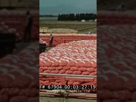 Now thats a lot of onions! 🌰