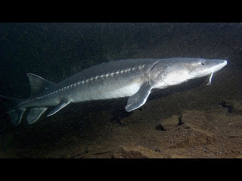 Facts: The White Sturgeon