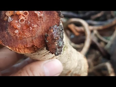 GUGO - MAKALUMANG GAMIT AT KASANAYAN SA BUHOK