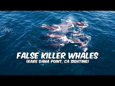 Rare False Killer Whales Near Dana Point, CA