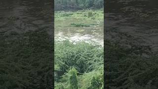 #musiriver #nature #rain #hyderabadrains #overflow #weather😍 #chillin #river #instagram#vishwablooms