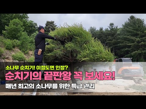 소나무 순치기! 이정도면 인정? 순치기의 끝판왕 꼭 보세요 / 매년 최고의 소나무를 위한 특급관리 / The best know-how to prune pine trees