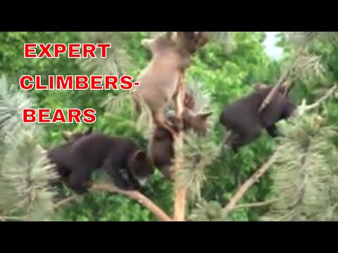 Young Black Bears Climbing Expertly On A Tree Top/Bears footage