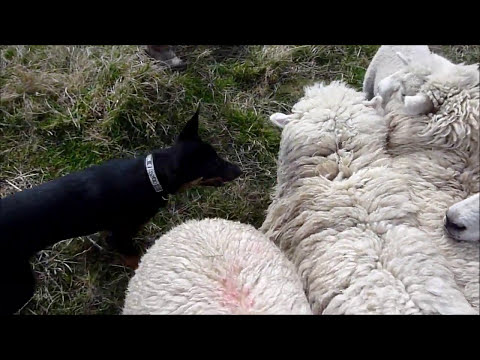 Young kelpie gently working sheep and lamb.