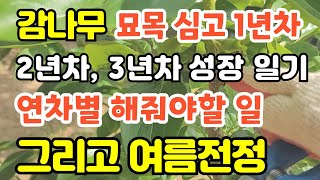 감나무 묘목 심고 3년간의 성장 일기 감나무 유목기에 해줘야할일 감나무 여름전정방법과 시기