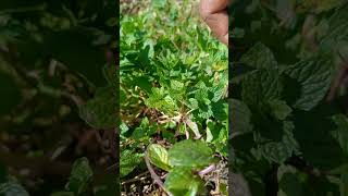 Fresh mint leaves #mint #nature #leaves #mountainvillagelife #organic #pudina