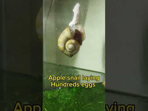 Apple Snail laying Hundreds Eggs #snails #snaileggs #applesnail #snailpet #youtubeshorts #2024shorts