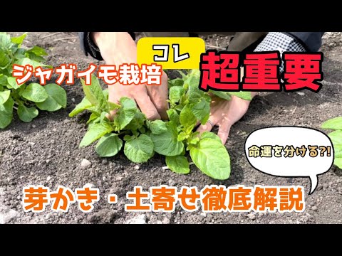 【野菜】これで豊作！芽かき・土寄せ〜収穫タイミングなど超重要事項を徹底解説！