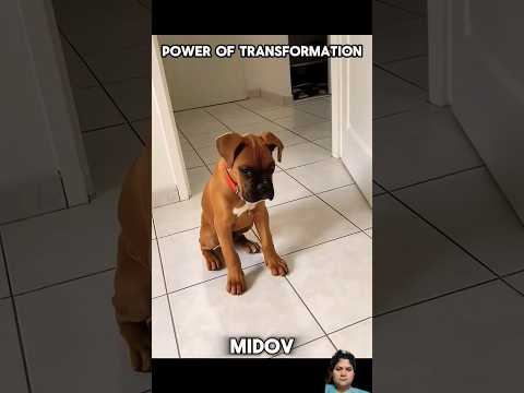 Transformation #cutedog #pets #viralvideo #shorts #shortvideo #dog #ytshorts #short #funny