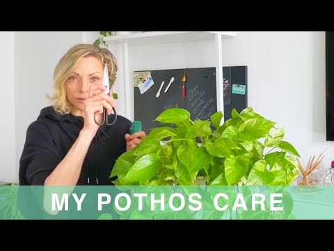 My Pothos Plant Care - Green Moments With Juliette Ep #12