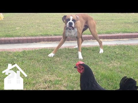 Hilarious Pet Fails To Make You Laugh | Best Pets EVER!