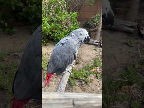 When gran visits with her grey JR, we need to make sure he keep him entertained