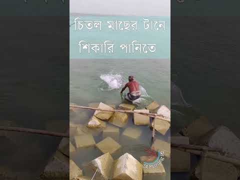 চিতল মাছ শিকারে গিয়ে পানিতে | Hook Fishing | Ep:67 | #hook_fishing #shortfishing #shorts