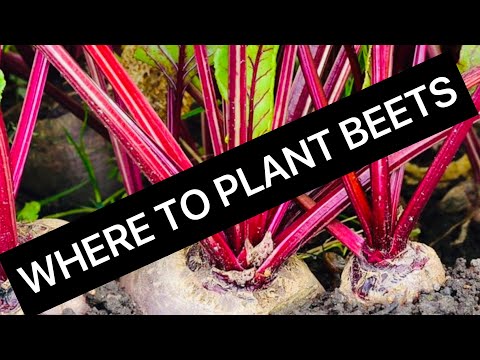 Where to Plant Beets