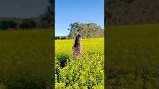 Canola flowers #canolaflower #capetownvlog #kannadati in capetown