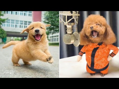 Baby Dogs 🔴 Cute and Funny Dog Videos Compilation #13 | 30 Minutes of Funny Puppy Videos 2022