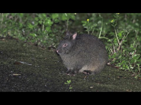 【遠征】day1,2　奄美大島/Amami Oshima