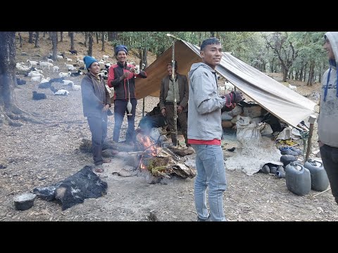 Organic village life ||  beautiful and natural village life sheep froom ||himalayan shepherad ||