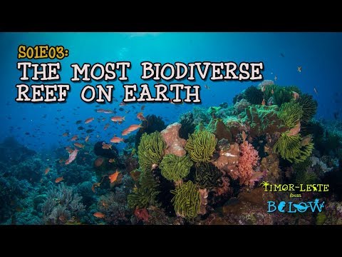 Most Biodiverse Reef on Earth: Atauro Island [4K] | Timor-Leste from Below (S01E03) | SZtv