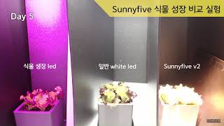 써니파이브 식물 성장 비교 실험, Sunny Five plant growth comparison experiment