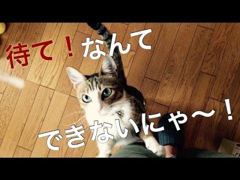 ネコに待て！を教えている嫁さん