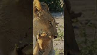 How Lionesses Gently Carry Their Cubs in the Wild 🦁 | #WildlifeWonder