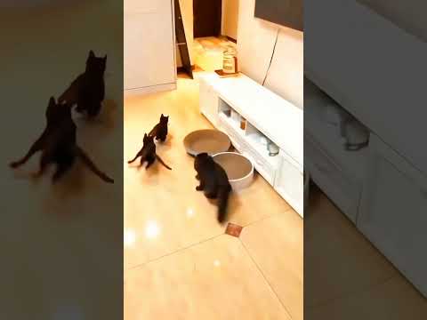 cat drift #cat #pets #funnypets #funnycats #shorts