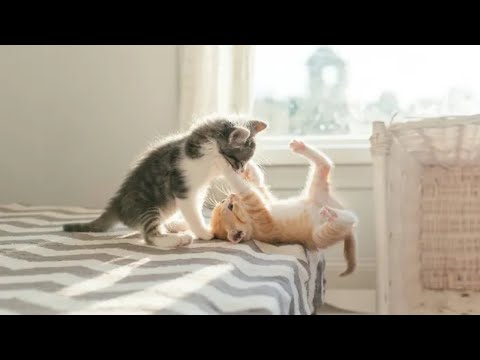 Cutest Cat Compilation That Will Make Your Day🥰 || Cutest Kittens Talking💯