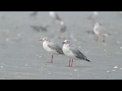 Grey-hooded Gull (Chroicocephalus cirrocephalus) - Sanyang Fishing Village (Gambia) 17-11-2024