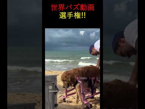 見るだけで笑える！世界の爆笑シーン集 #funny #unbelievable #adorable #cute #familyfun #feelgoodmoment #shorts