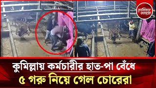 কুমিল্লায় কর্মচারীর হাত-পা বেঁধে ৫ গরু নিয়ে গেল চোরেরা || Comilla Cow Theft News || Comillar kagoj