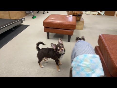 ホテルの日常　仔犬のチワワ