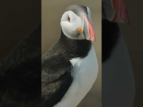 Puffin photography - Isle of Mull 🐧✨ #wildlifevideography #wildlifephotography #puffin #isleofmull