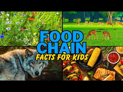 What is the Food Chain? (Facts for Kids)