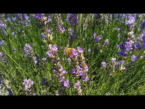 Bees On Lavander