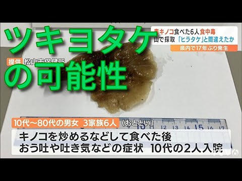 毒キノコを炒め物にして食べ食中毒「ヒラタケ」と間違え「ツキヨタケ」食べたか 3家族6人が嘔吐や吐き気 10代の2人入院