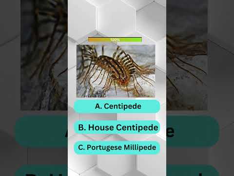 Epic Insect Quiz Challenge! Part 7 #viral #quiz #trending #shorts