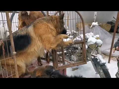 A #smartdog stewardess closing the door