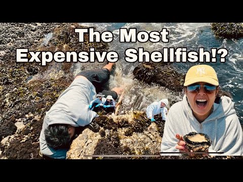 Catching the most expensive shellfish in the world, as well as other sea creatures