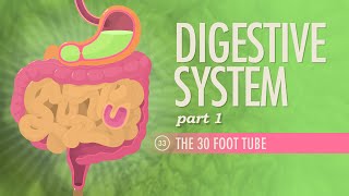 Digestive System, Part 1: Crash Course Anatomy & Physiology #33