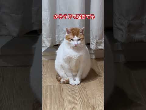 座りながら睡魔に耐える猫#ねむい #寝落ち #座りながら寝る猫