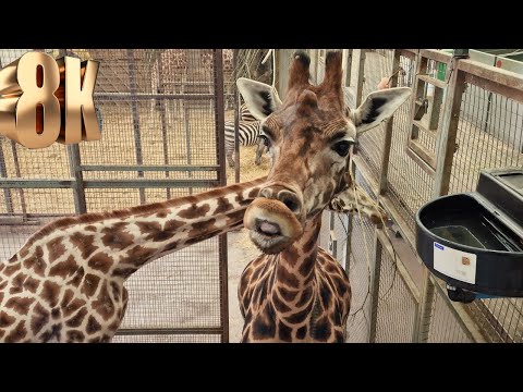 Hilarious Giraffe Face at Blair Drummond Safari Park - 8K Resolution Footage!