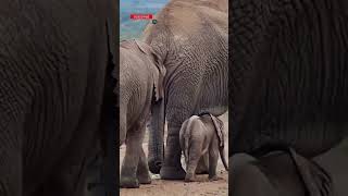 Heartwarming Moment: Baby Elephant Walking with its Mother in the Wild | Wildlife Video|| #shorts