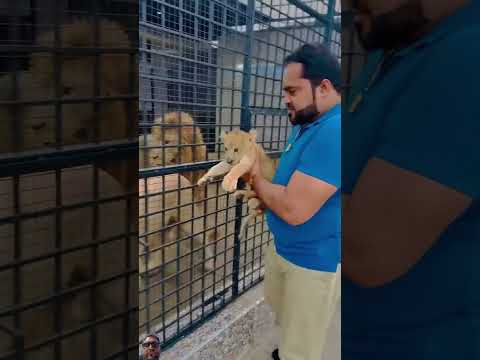 #youtube #africanlion #miansaqib #foryoupagereels #funny #tamed #bigcats #cutebaby #wildcats #lion