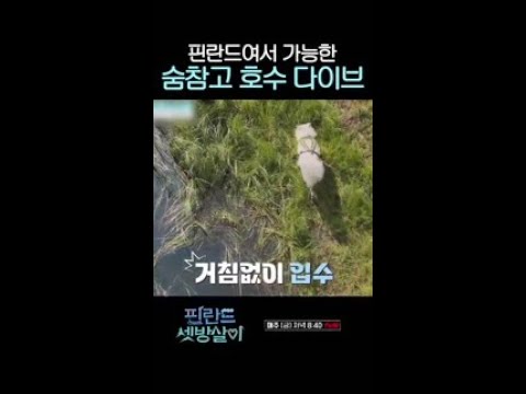 핀란드 청정 호수에 뛰어드는 강아지들 #핀란드셋방살이