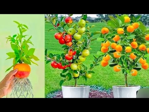 How to grow apple and lemon tree from alovera ! Best teachnique propagation fruits