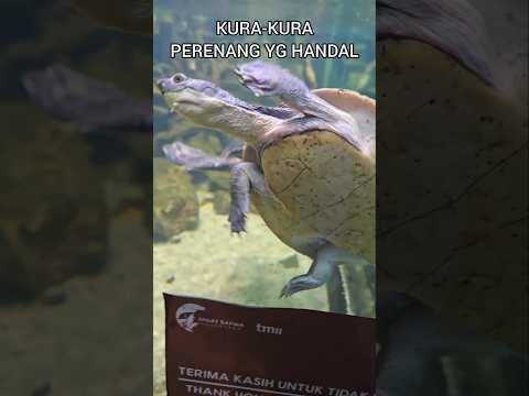 KURA2 PERENANG HANDAL🐢#underthesea#turtle#turtledoves#funnyanimals#shortvideo#animals#reptiles#zoo