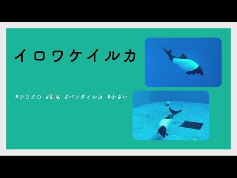 【#かわいい#楽しい#癒し水族館に行こう】イロワケイルカ