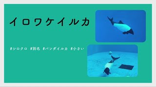 【#かわいい#楽しい#癒し水族館に行こう】イロワケイルカ