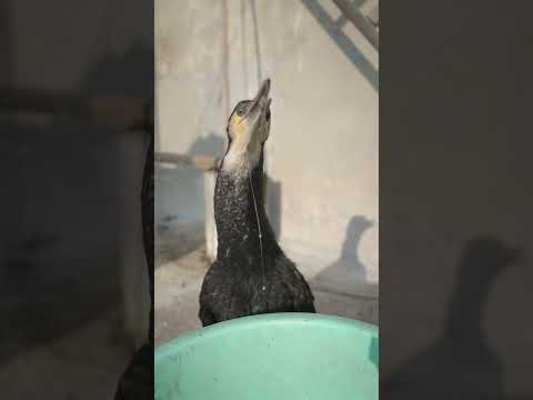 Cormorants like to eat fish